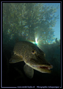 Face to face with this beautiful adult Pike Fish... :O)... by Michel Lonfat 
